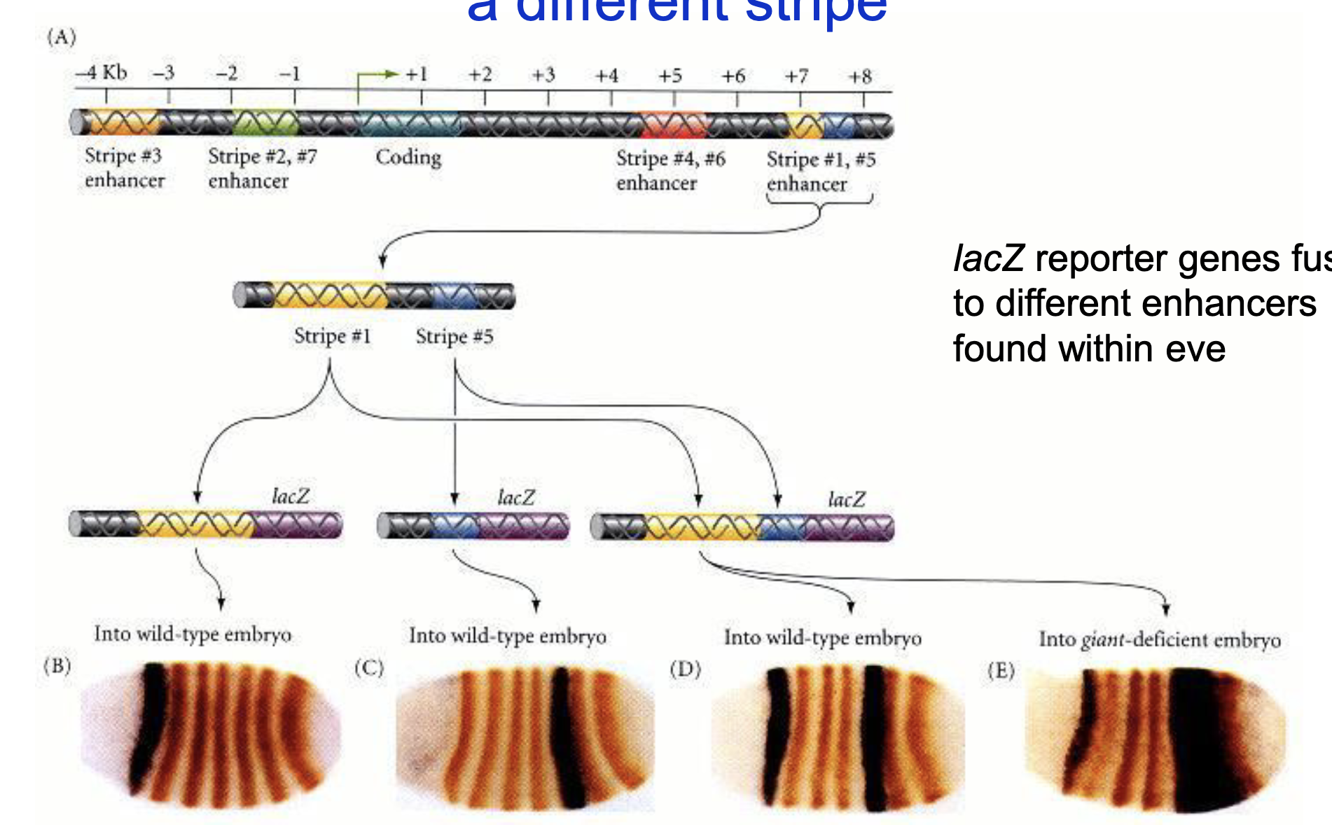 <ul><li><p>Each enhancer region controls expression of eve within a diff stripe</p></li><li><p>lacZ reporter genes fused to diff enhancers found within eve; eve protein stained with orange, lacZ reporter activity detected with brown</p><ul><li><p>stripe 5 has a very broad expression of the reporter gene in the <em>giant</em>-deficient embryo, this means Giant is a repressor of stripe 5 eve</p></li></ul></li></ul><p>Next flashcard continues this one</p>