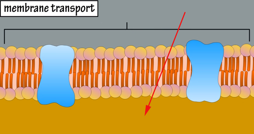 <p><span>What is the region called as indicated by the arrow?</span></p>