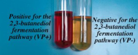 <p>red when reagent is added</p>