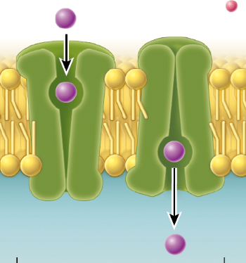 <p>A protein that binds to specific molecules to transfer them across the cell membrane</p>