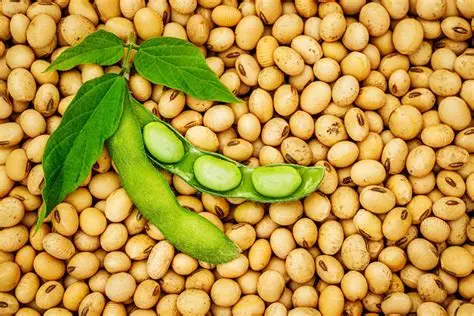 <p>Soybeans</p>