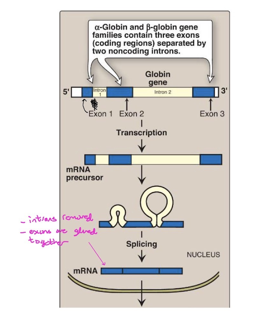 <p>a. Some mRNA encoding genes are “multi-partite” in that they have coding regions that are interrupted by non-coding (or alternately coding) regions.</p><ul><li><p>These regions not being incorporated into the mature mRNA are called INTRONS – intervening sequences – need to be removed</p></li><li><p>As opposed to EXONS – the coding sequences that are kept and joined.</p></li><li><p>Removal of introns requires precision. (otherwise the reading frame will be out of register)</p></li><li><p>Splicing sites are specified by sequences in the hnRNA</p></li></ul><p>b. Splicing Machinery (Spliceosome) is analogous to ribosomes and contains several hundred proteins and several small nuclear RNAs (snRNA).</p><ul><li><p>Each of the snRNAs is part of a larger complex called a Small Nuclear Ribonucleoprotein Particle or snRNP, (“snurp”).</p></li><li><p>Each snRNP contains one snRNA and its own set of proteins.</p></li><li><p>There are 5 snRNPs - and each is characterized by a unique snRNA and has a specific role in the splicing process: snRNPs and other proteins of the spliceosome carry out the endonuclease cleavage and ligation reactions.</p></li><li><p>*** Medical Significance: snRNPs can be antigens in auto- immune disorders (e.g., systemic lupus erythematosis)</p></li></ul><p></p>