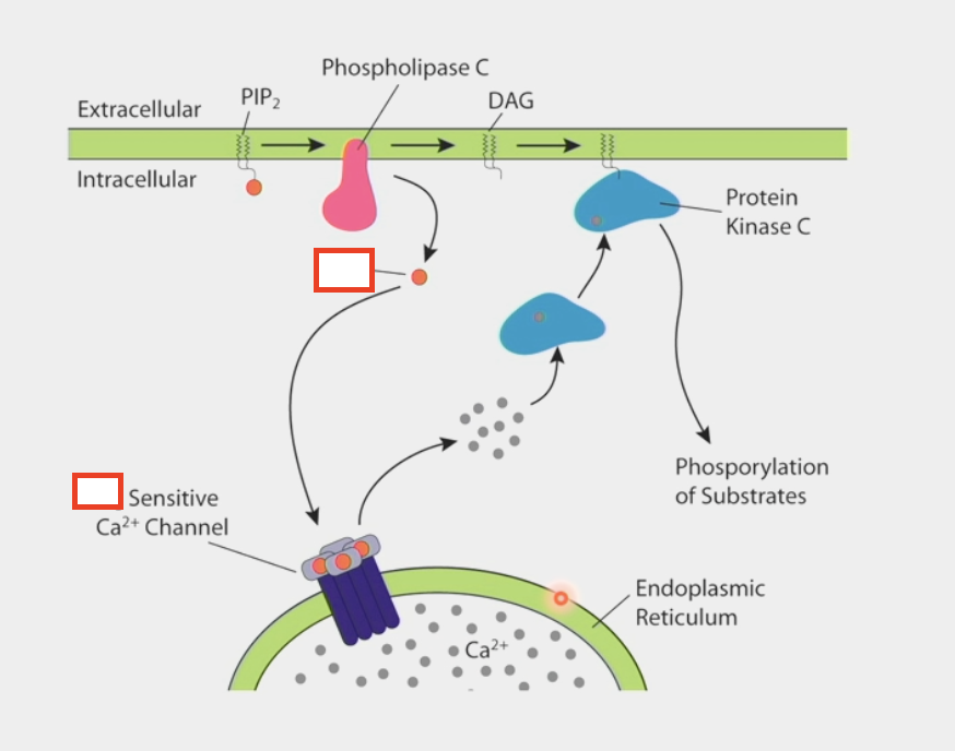 <ul><li><p>second messenger</p></li><li><p>binds to Ca<sup>2+</sup> channel in the ER</p><ul><li><p>allows calcium to be released from internal stores → cytoplasm</p></li></ul></li><li><p>activates Protein Kinase C</p><ul><li><p>binds to other second messenger DAG → phosphorylation of substrates</p></li></ul></li></ul><p></p>