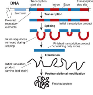 <p>Is this a prokaryote or eukaryote? How do you know?</p>