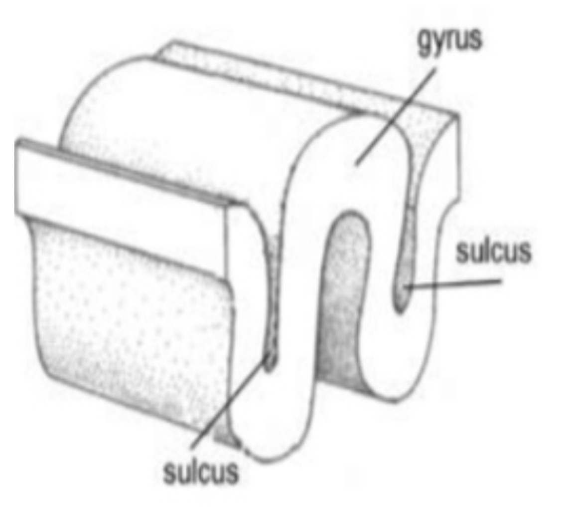 <ul><li><p class="Paragraph SCXW225718828 BCX8" style="text-align: left;"><span style="line-height: 22.0875px;">Spread out = ~2500 cm²&nbsp;</span></p></li></ul><ul><li><p class="Paragraph SCXW225718828 BCX8" style="text-align: left;"><span style="line-height: 22.0875px;">Convoluted surface&nbsp;</span></p></li></ul><p class="Paragraph SCXW225718828 BCX8" style="text-align: left;"><span style="line-height: 25.575px;"><strong>Gyrus = ridge</strong>&nbsp;</span></p><p class="Paragraph SCXW81032125 BCX8" style="text-align: left;"><span style="line-height: 25.575px;"><strong>Sulcus = groove/valley</strong>&nbsp;</span></p><p></p>