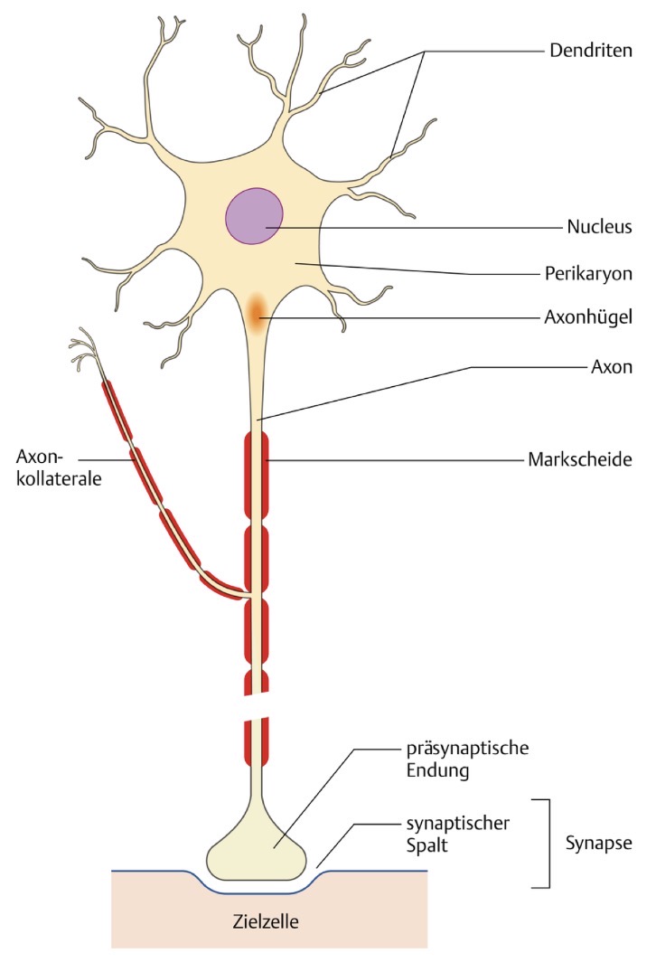 <p>Das Neuron ist die zentrale Einheit des Nervensystems (Neuronendoktrin)</p><p>Ein Neuron besteht aus einem Zellkörper (Soma) und nervenfortsätzen (Neuriten)</p><p>Das Soma besteht aus dem Zellkern und dem Perikaryon</p><p>Neuriten umfassen das axon und die Dendriten</p><p>Ein Neuron hat immer nur ein Axon, aber typischerweise mehrerer Dendriten</p><p>Mit seinen Dendriten empfängt dass Neuron Signale von anderen Neuronen</p><p>Mit seinem Axon gibt es Signale an andere Neuronen weiter</p><p>Ein Neuron kann viele verschiedene Eingangssignale erhalten, aber kann nur ein Ausgangssignal aussenden</p><p></p>