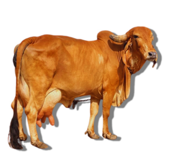 <ul><li><p>Dairy type</p></li><li><p>10-15 L/day</p></li><li><p>0.045-0.05 Kg/L</p></li><li><p>Pakistan/ India</p></li><li><p>High heat tolerance, tick-resistant</p></li></ul><p></p>