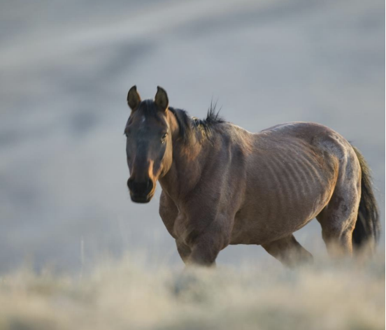 <p>Roughly what BCS is this horse?</p>