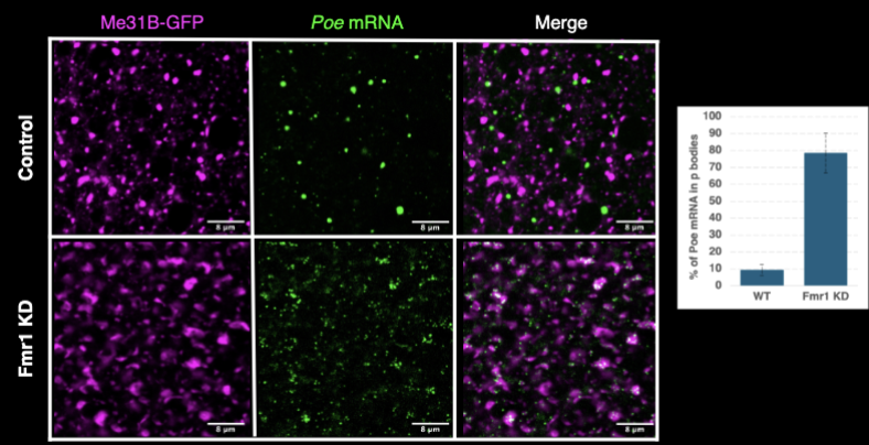 <p>FMRP blocks Poe mRNA from engaging repressive P bodies (from being silenced)</p>