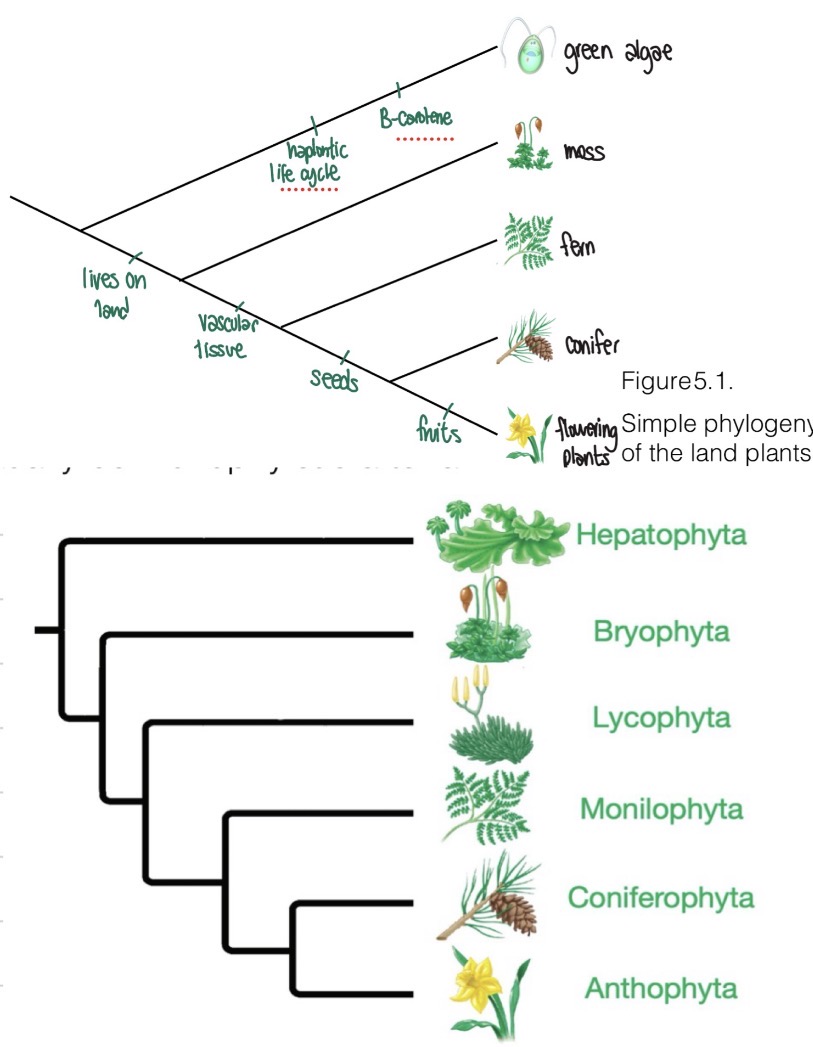 <ul><li><p>Non-vascular plants (bryophytes)</p><ul><li><p>liverworts </p></li><li><p>Mosses </p></li><li><p>Hornworts</p></li></ul></li><li><p>Vascular plants</p><ul><li><p>Seedless Vascular Plants</p><ul><li><p>Lycophyta (club mosses, spike mosses, quillworts)</p></li><li><p>Monilophytes (ferns, horsetails, whisk ferns)</p></li></ul></li><li><p>Seed plants </p><ul><li><p>Gymnosperms (conifers, ginkgos, cycads, gnetophytes)</p></li><li><p>Angiosperms (flowering plants)</p></li></ul></li></ul></li></ul><p>Phylogenetic analysis suggest bryophytes diverged early in plant lineage evolution</p><p></p>