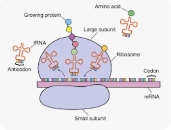 <p>ribosome reads MRNA 3 nitrogenes bases at a time.</p>