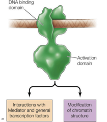 <p>To recruit other proteins (e.g., HATs, co-activators, mediator, chromatin remodeling complexes) to stimulate transcription.</p>