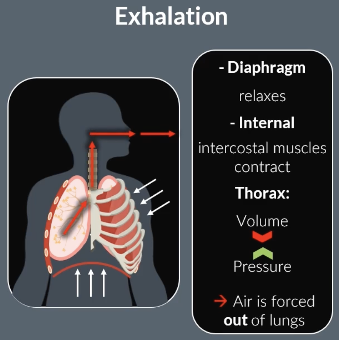 <p>internal intercostal muscles contract, pulling the ribs down and in (external intercostal muscles relax)</p><p>the diaphragm relaxes and moves upwards into a dome-shape</p><p>this causes the volume of the lungs to decrease and the pressure inside the lungs to rise above atmospheric pressure</p><p>air is forced out of the lungs down the pressure gradient</p><p>-forced exhalation is an active process</p><p></p><p></p><p></p>