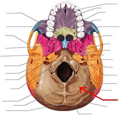 <p>line closest to foramen magnum</p>