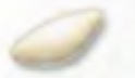 <p>Colony shape </p>