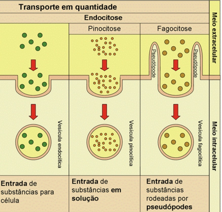 <p>Endo = para dentro; Quando a célula engloba substâncias do meio externo, formando vesículas por invaginação da membrana plasmática.</p>