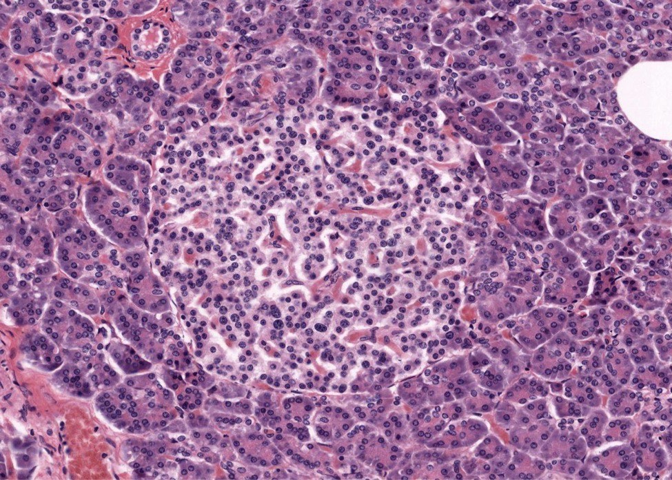 <p>Identify the Organ and Structures?</p>