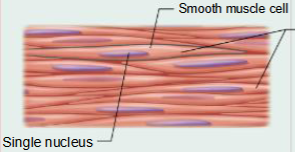 <p>Smooth Muscle Tissue</p>