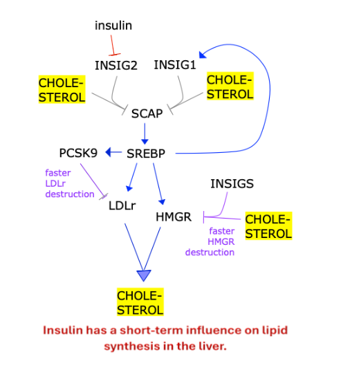 <p>Insulin has a short-term influence on lipid synthesis in the liver </p><p>(Indirectly activates SREBP?)</p>