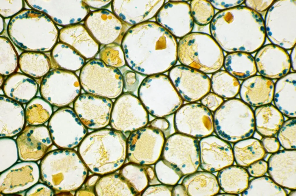 <p>Can refer to tissue or cell type. In plants, a general type of cell with a relatively thin primary cell wall. These cells, which form a simple tissue found in leaves, the centers of stems and roots, and fruits, are involved in photosynthesis, storage, and transport. Alive at maturity and totipotent (can become all cell types)</p>