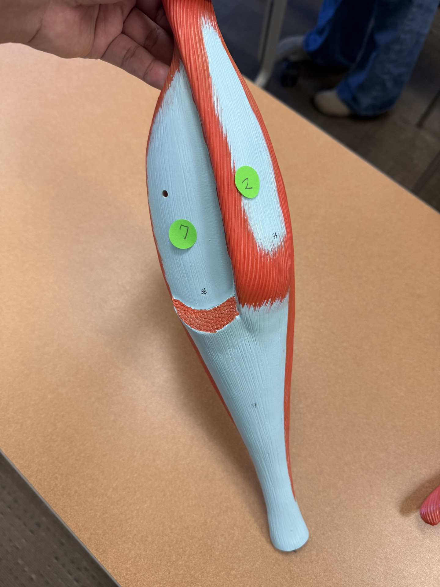 <p>what structures are 2, 7 and their actions </p>