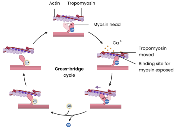 <ol><li><p>Ca<sup>2+</sup> actively transported back into the endoplasmic reticulum using energy from ATP </p></li><li><p>tropomyosin moves back to block myosin binding site on actin again → no actinomyosin cross bridges </p></li></ol><p></p>