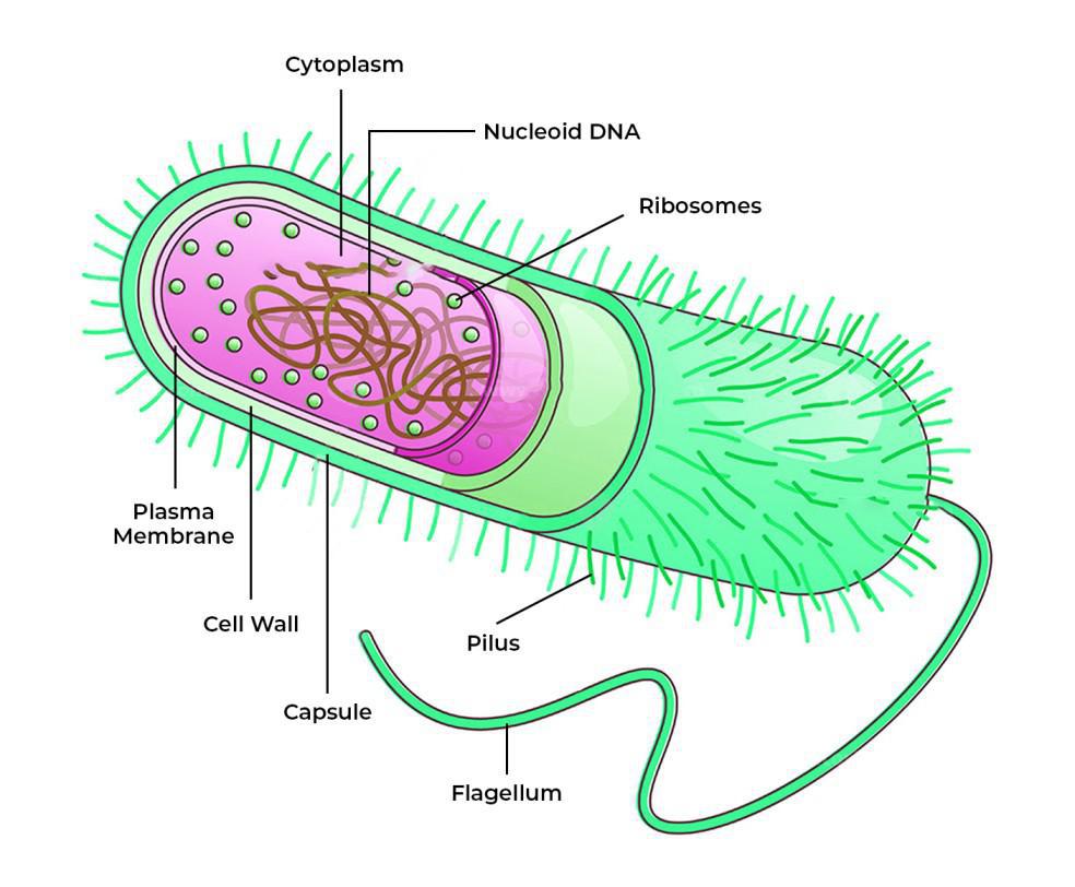 <p>Do not contain complex organelles, have specialized membranes, and different sizes ribosomes, DNA, and plasmids</p>