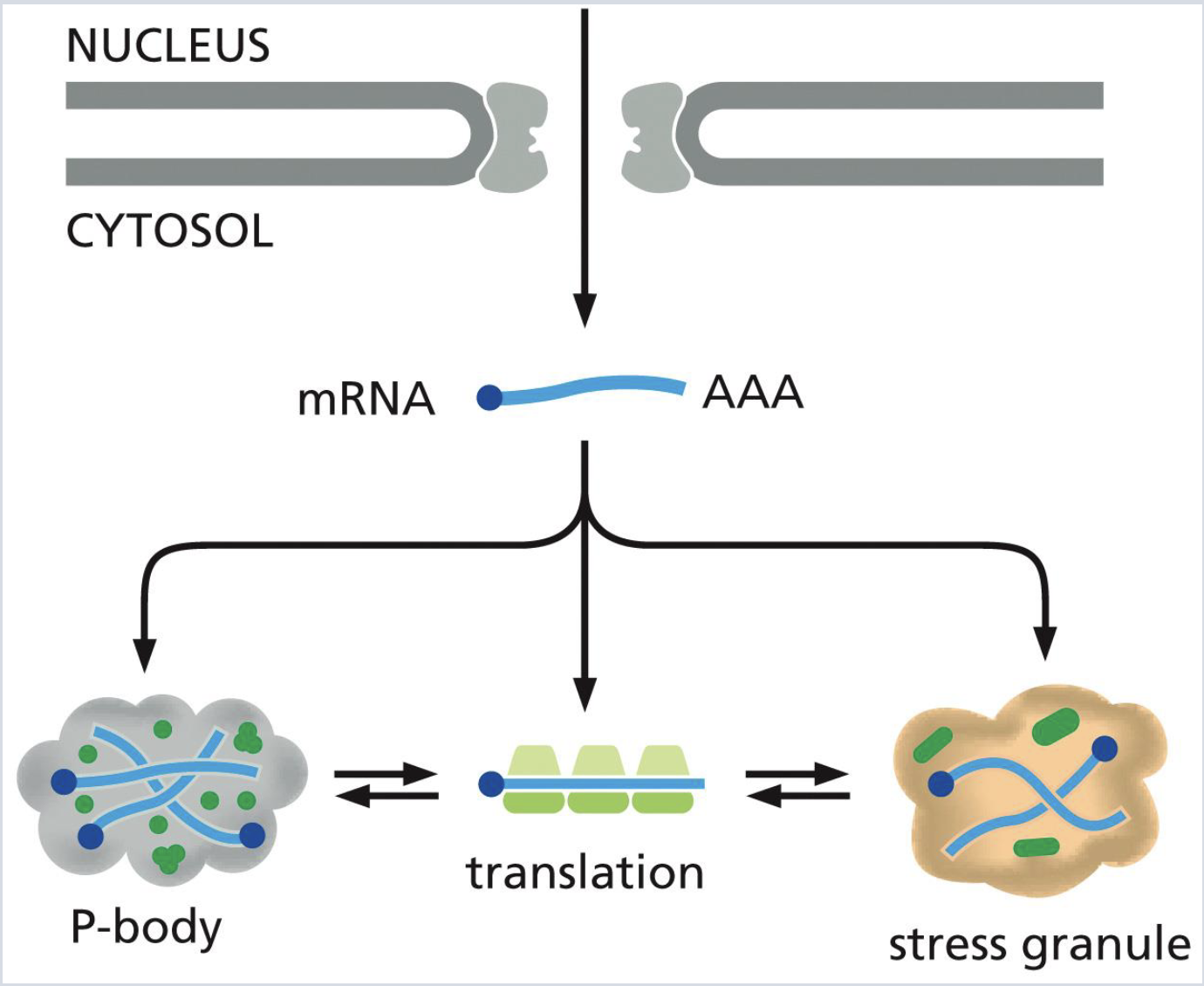 <p>what are stress granules?</p>