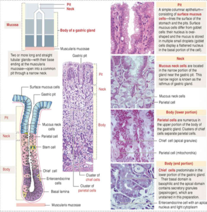 <ol><li><p>Mucous</p></li><li><p>Parietal</p></li><li><p>Chief</p></li><li><p>Enteroendocrine</p></li><li><p>Sem cells</p></li></ol><p></p>