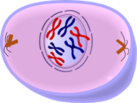 <p>Chromosomes are formed from chomatin, and the nuclear membrane dissolves. Spindle fibers form between the centrioles.</p>
