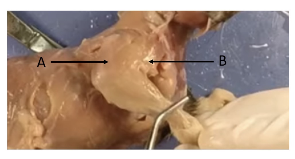 <p>name the skeletal muscle a</p>