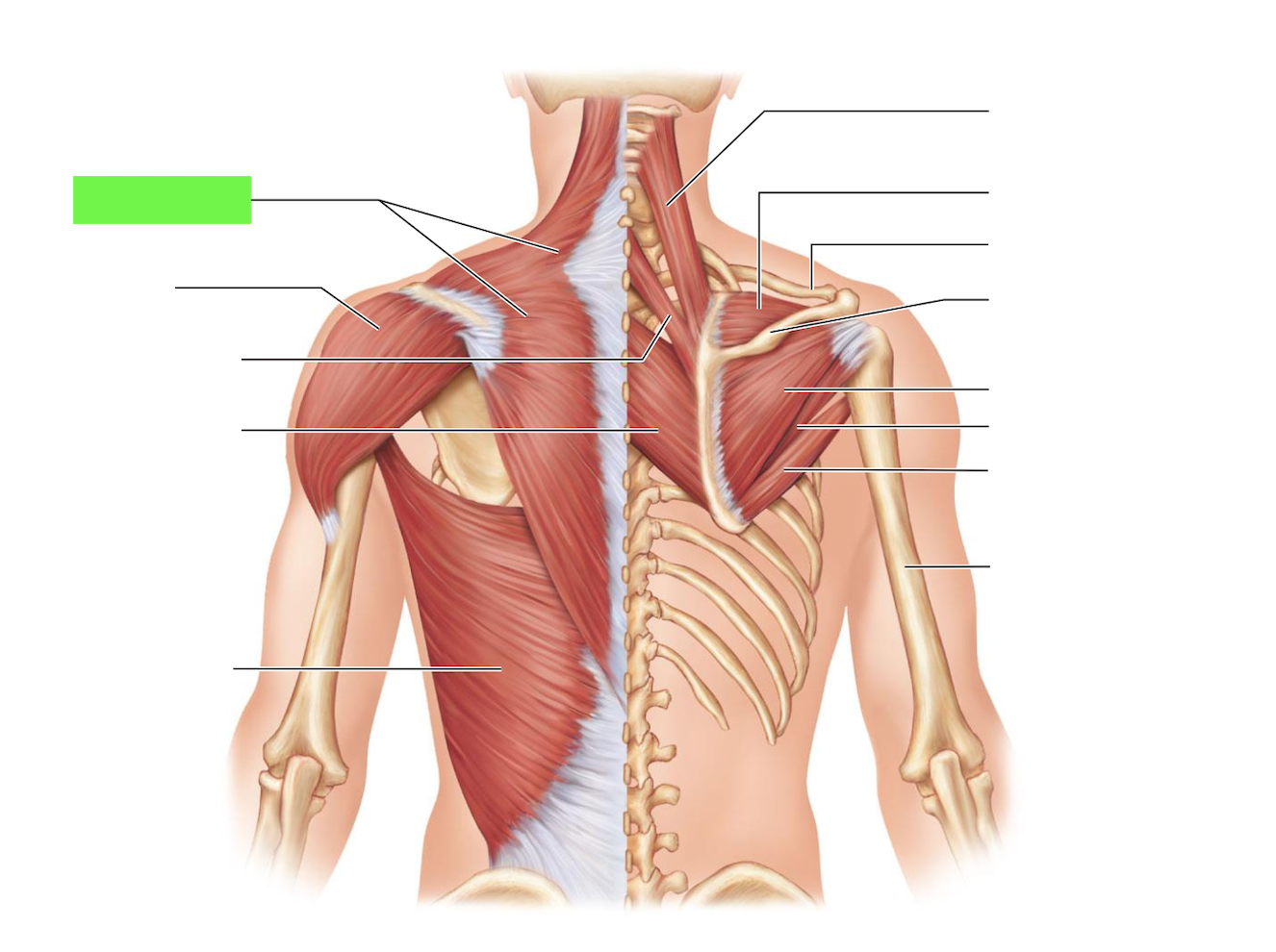 <ul><li><p>pull shoulder blades together</p></li><li><p>depresses scapula (pushing body up from chair)</p></li></ul><p></p>