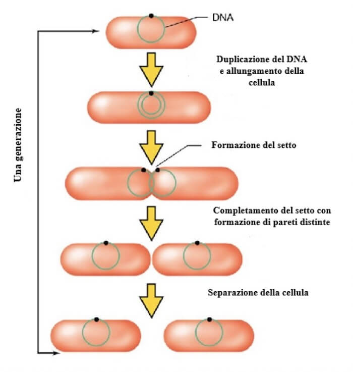 <p>I batteri si riproducono per scissione binaria, prrocesso dove una cellula batterica si divide in due cellule figlie identiche alla madre, le fasi sono:</p><ul><li><p>Dopo la duplicazione del cromonema (cromosoma batterico), le due molecole di DNA circolare risultanti si fissano in due punti differenti della membrana citoplasmatica</p></li><li><p>Successivamente accresce la regione di membrana interposta tra le due strutture cromosomiche che quindi si allontano tra loro</p></li><li><p>La membrana citoplasmatica si introflette al centro della cellula batterica allungata e si forma un setto</p></li><li><p>A setto completamente formato, avremo due pareti cellulari distinte → separazione della cellula batterica nelle due cellule figlie </p></li></ul><p></p>
