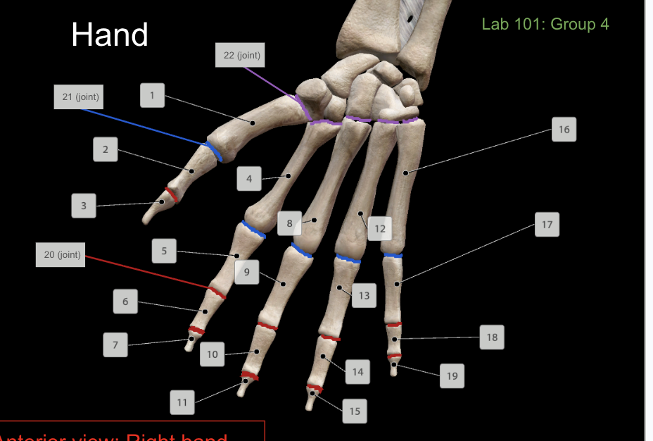 <p>What is number 21 (anterior)?</p>
