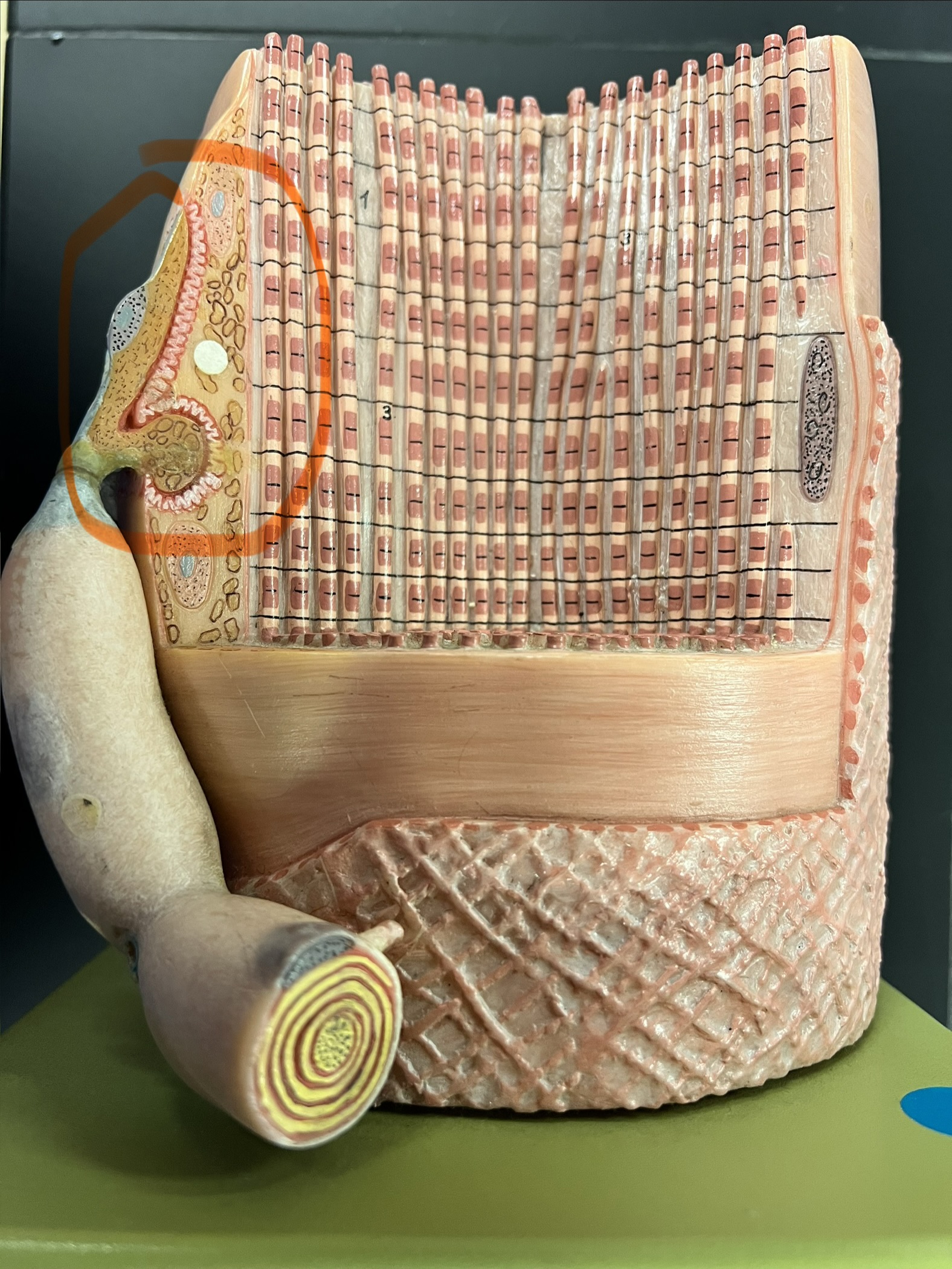 term image