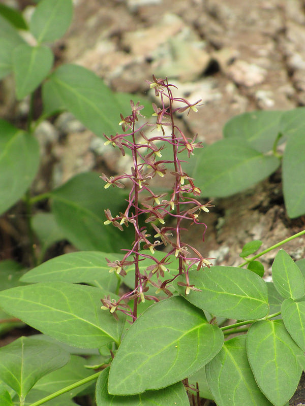 <p>A forb species belonging to the family Orchidaceae, commonly known as Cranefly orchid.</p>