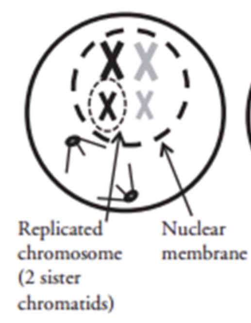 <p>What phase is this?</p>