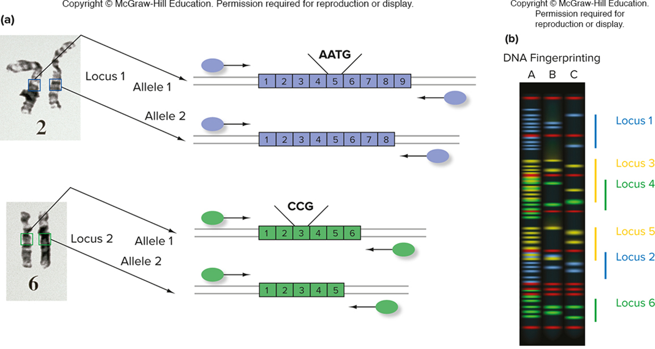 <p>multiplex PCR is used for dna fingerprinting</p>