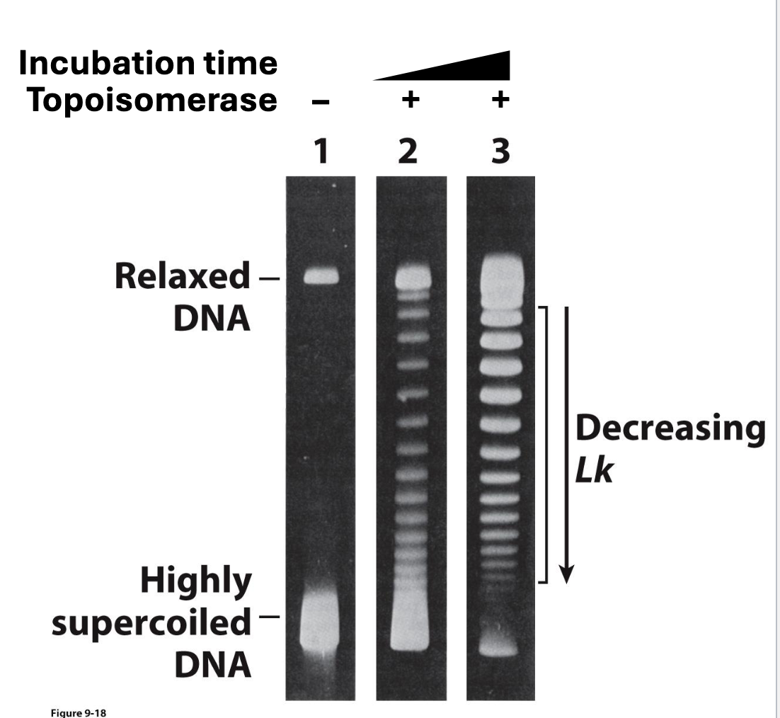 <p>catalyzes the underwinding and relaxing of DNA changing the link number and break DNA and religate it </p>