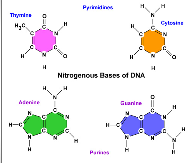 <p>Four nitrogen bases</p>