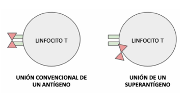 <p>Antígeno capaz de activar al sistema inmunitario de manera descontrolada</p><p>Logra unirse a los linf T de manera independiente a la presentación de antígenos por parte de los fagocitos</p><ul><li><p>Una vez unido, realiza el cambio de conformación necesario para activar al linfocito T sin necesidad de una APC</p></li></ul><p>Consecuencia:</p><ul><li><p>Activación inespecífica de TODOS los linfocitos T y por consiguiente de los linfocitos B</p></li></ul><p></p>