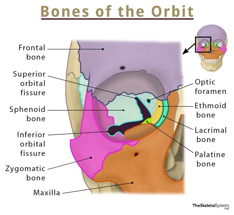 <p>7</p><ul><li><p>Frontal</p></li><li><p>Lacrimal</p></li><li><p>Ethmoid-*</p></li><li><p>Maxilla- *</p></li><li><p>Zygomatic</p></li><li><p>Sphenoid</p></li><li><p>Palatine</p></li></ul><p></p><p>**Weakest bones = ethmoid and maxilla</p>