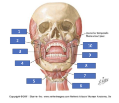 <p>Identify the structure at #1</p>