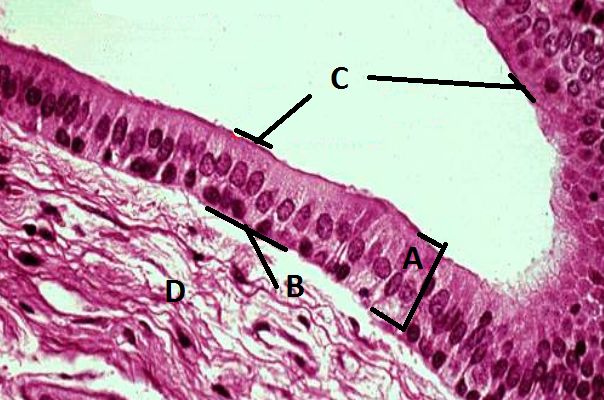 <p>What is B?</p>