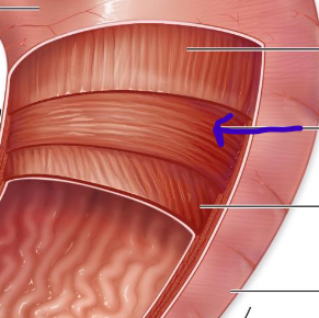 <p>middle muscularis layer</p>