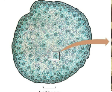 <p>What structure is this? </p>