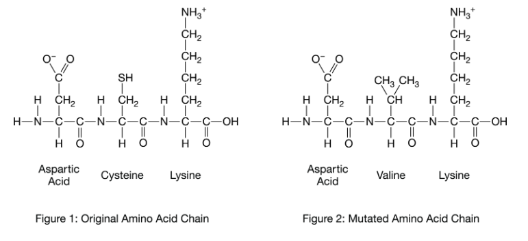 <p>Figure 1 shows three amino acids that are part of a polypeptide chain. Figure 2 shows the same section of the chain after a mutation has occurred.</p><p>How might this change affect the structure and function of the protein?<strong><br></strong>A) The R-group of the new amino acid, valine, has different chemical properties than the R group of cysteine. This will cause the protein to misfold and not function properly in the cell.</p><p>B) The new amino acid, valine, has replaced cysteine in the new protein. Since the number of amino acids has remained the same, there will be no change in the three-dimensional folding, or function, of the protein.</p><p>C) Since this is a linear section, it does not influence protein folding. Thus, there will be no change in protein structure or function.</p><p>D) Since the new amino acid is bounded on one side by an amino acid with a negatively charged and by an amino acid on the other side with a positively charged , the charges will balance and the protein will fold as usual.</p>