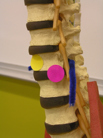<p><span>Identify the structure that the blue pipe cleaner is passing through.</span></p>
