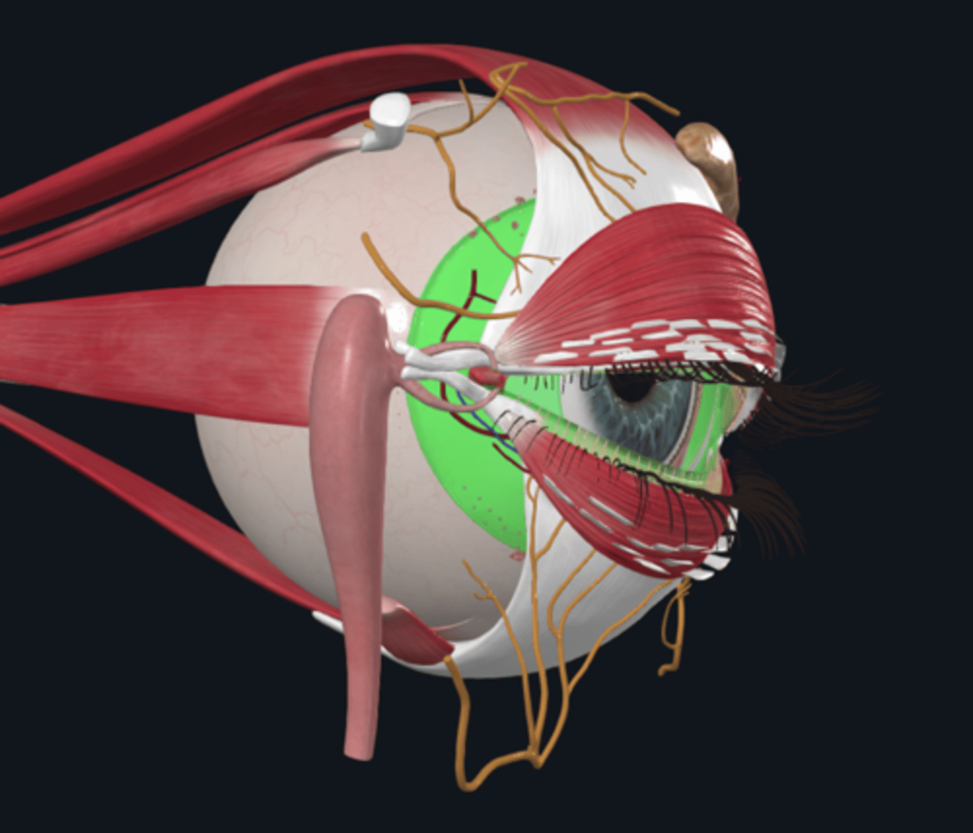 <p>What is the role of the mucous membrane (conjunctiva) in the eye?</p>