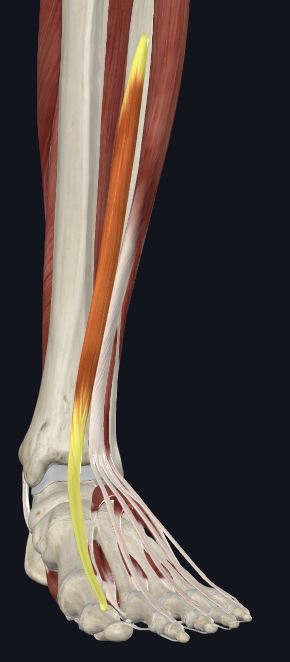 <p>Extensor Hallucis Longus Action</p>